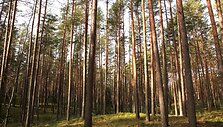 Briedžių takais po Gražutės regioninį parką