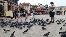 Balandžiai Sarajeve