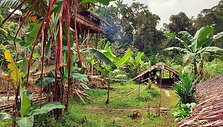 Korowai genties namai