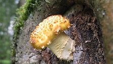 Auksavir&scaron;ė skujagalvė (Pholiota aurivella)