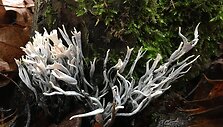 Baltavir&scaron;ūnis elniagrybis (Xylaria hypoxylon)