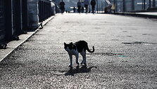 Gyvenimas Stambule sugriežtinus karantiną