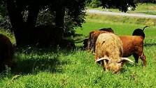 Mangusto takas ir Pavirvytės dvaras