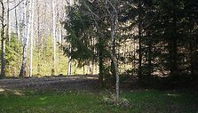 Ąžuoliukas su &Scaron;aravų ąžuolo klonu