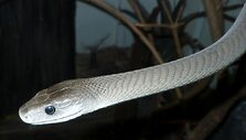 Juodoji mamba