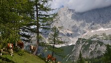 Jolanta Skardžiuvienė. Austrija, Dach&scaron;teino kalnų masyvas ir &bdquo;Milka karvutės&ldquo;