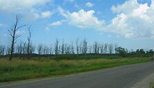 Kur&scaron;ių marių keliukais