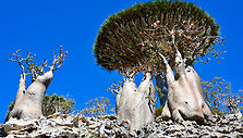 Sokotros flora