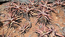 Sokotros flora