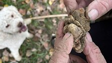 Trumų ie&scaron;koti padeda apmokyti &scaron;unys