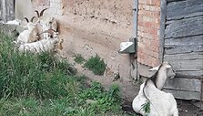 Garsios Tylos Observatorijos ožiai