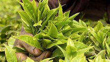 Arbatos plantacija