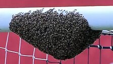 Bitės ant skersinio