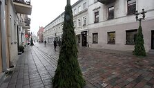 Kauno senamiesčio &scaron;viestuvai virto eglutėmis