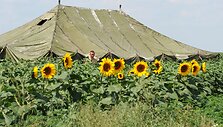 Ukrainos kariuomenė Rytų Ukrainoje