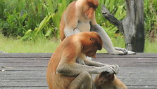 Borneo gyventojai