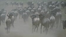 Gnu migracija