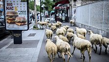 Avys Aubervilliers rajone