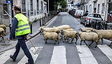 Avys Aubervilliers rajone