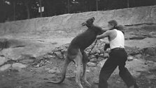 Kablys i&scaron; de&scaron;inės Sidnėjaus zoologijos sode, 1930 m.