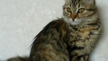 Nuotraukos pavadinimas