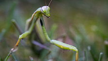 Maldininkas