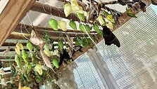 Į oranžeriją sugrįžo tropiniai drugiai: eksponuojami kartu su orchidėjomis