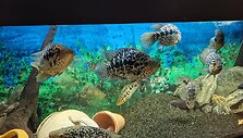 Vaidos akvariumai kirpykloje sulaukia daug dėmesio