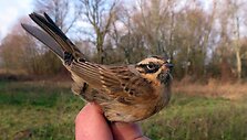 Juodagurklis er&scaron;kėtžvirblis