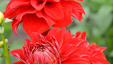 'American Beauty',  Swan Island Dahlias, 2008 (US)
