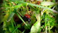 Nuotraukos pavadinimas
