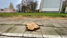 Sostinės &bdquo;Žirmūnų trikampyje&ldquo; kertami medžiai