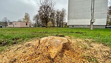 Sostinės &bdquo;Žirmūnų trikampyje&ldquo; kertami medžiai