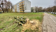 Sostinės &bdquo;Žirmūnų trikampyje&ldquo; kertami medžiai