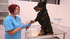 &bdquo;PetCity&ldquo; klinikos atidarymas