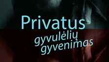 Kęstutis Navakas &bdquo;Privatus gyvulėlių gyvenimas&ldquo;