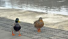 Neįprastai &scaron;ilta &scaron;ių metų žiema