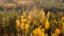 Objektyve &ndash; Labanoro giria