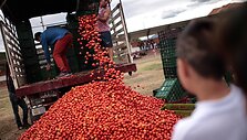 Kasmentinė &bdquo;La tomatinos&ldquo; &scaron;ventė Kolumbijoje
