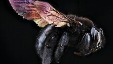 Xylocopa Mordax