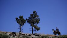 Tradicinė avininkystė Portugalijoje