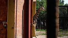 Naujoji žirafų pora Lietuvos zoologijos sode &ndash; senbūvis Gudrutis ir naujokas Nafaris