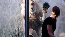 Liūtai zoologijos sode