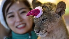 Liūtai zoologijos sode