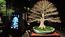 Bonsai medeliai