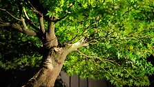 Bonsai medeliai