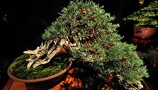 Bonsai medeliai