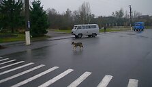 Gyvenimas evakuotame Černobylio miestelyje