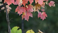 Rudens spalvomis dažosi Europos gamta