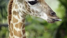 Singapūro zoologijos sode gimęs žirafos jauniklis